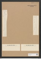 Diatomeae indet. Zeichnungen Sammlung Grunow Nr. 4470 (NHMW-BOT-W0372425)